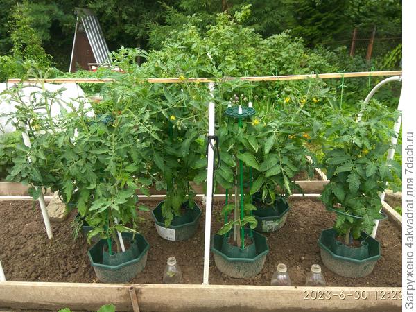 А в конце июня выглядели чудесно.