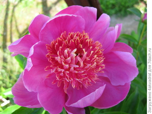 Настоящий представитель &quot;японцев&quot; пион Неон.