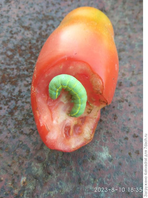 Но эта крупная, а так они поменьше, томатик был небольшой.