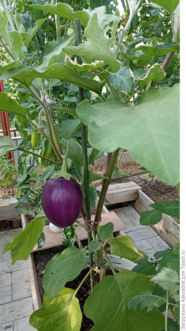 Вот такие шарики по 250-300 гр. с белоснежной мякотью.