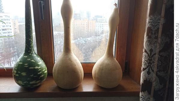 Одна худеет очень медленно, а две я уже очистила от шкурки. Но там емкость литра на 3 получится.