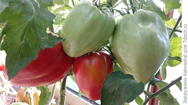 Польская слива тетушки Сварло, одна кисть весом больше 3-х кг