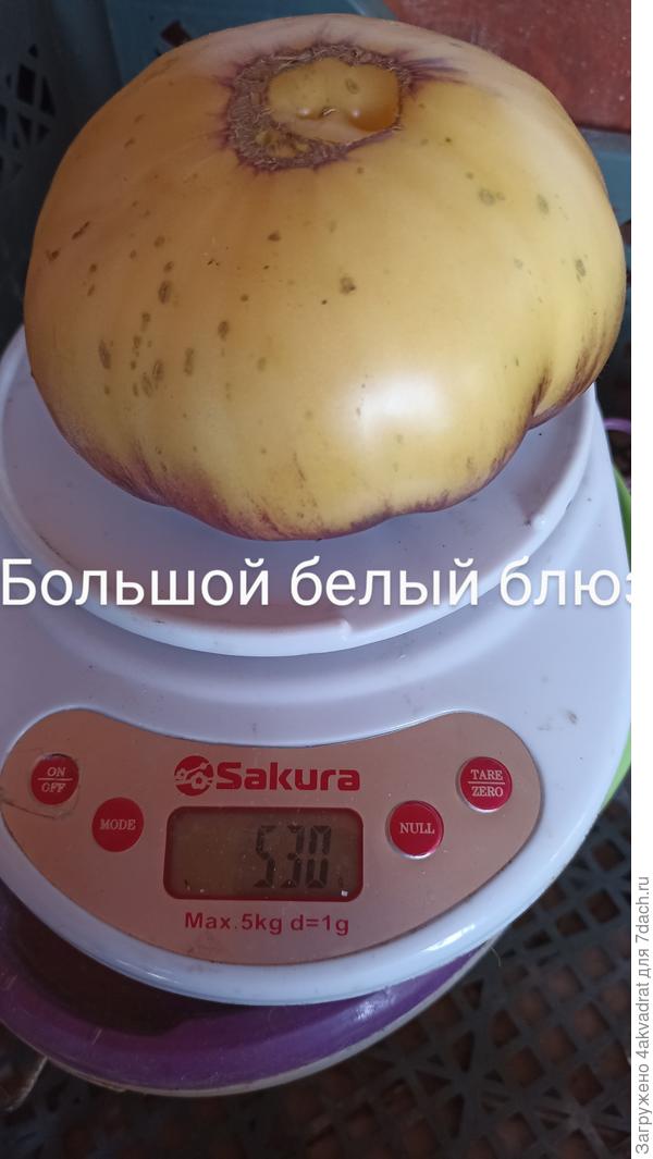 А это на весах он же