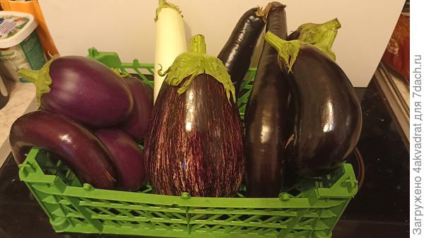 И конечно баклажаны, самый крупный под 800 гр.