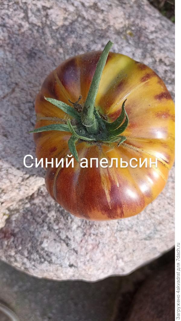 Очень вкусный и урожайный сорт.