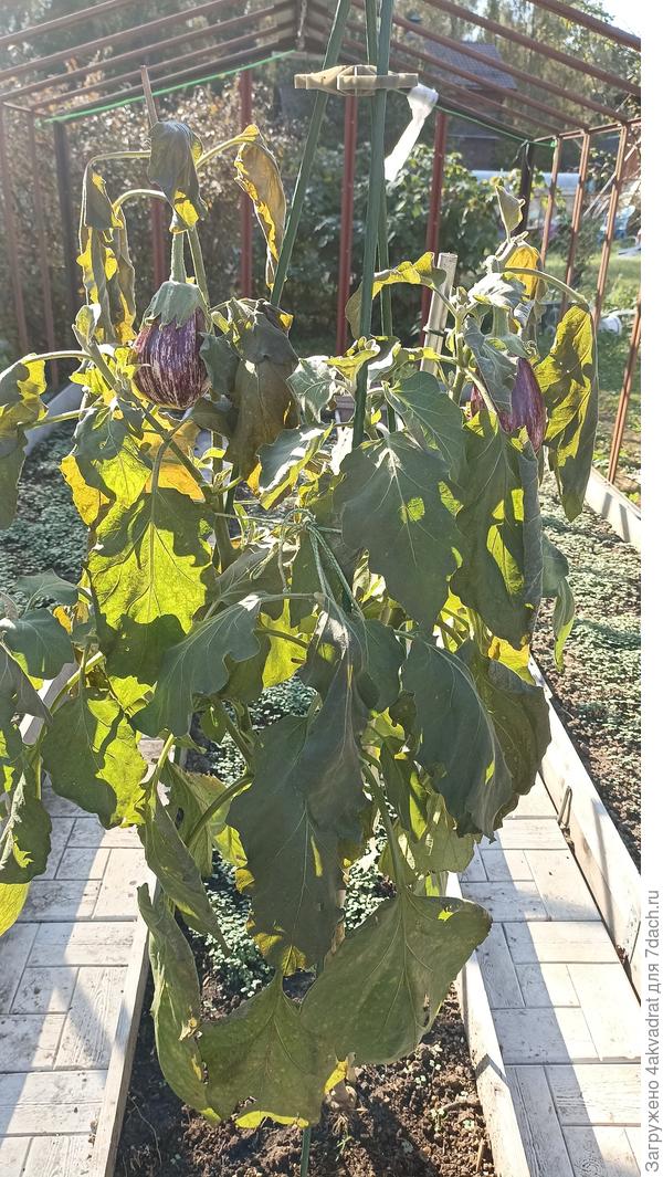 А это баклажановое "дерево", привитой Полосатый бок, высота 1,6 м, фото 25 сентября после заморозка в открытом грунте. Огромное спасибо моей тезке Алле (ХМАО) за науку по прививкам.