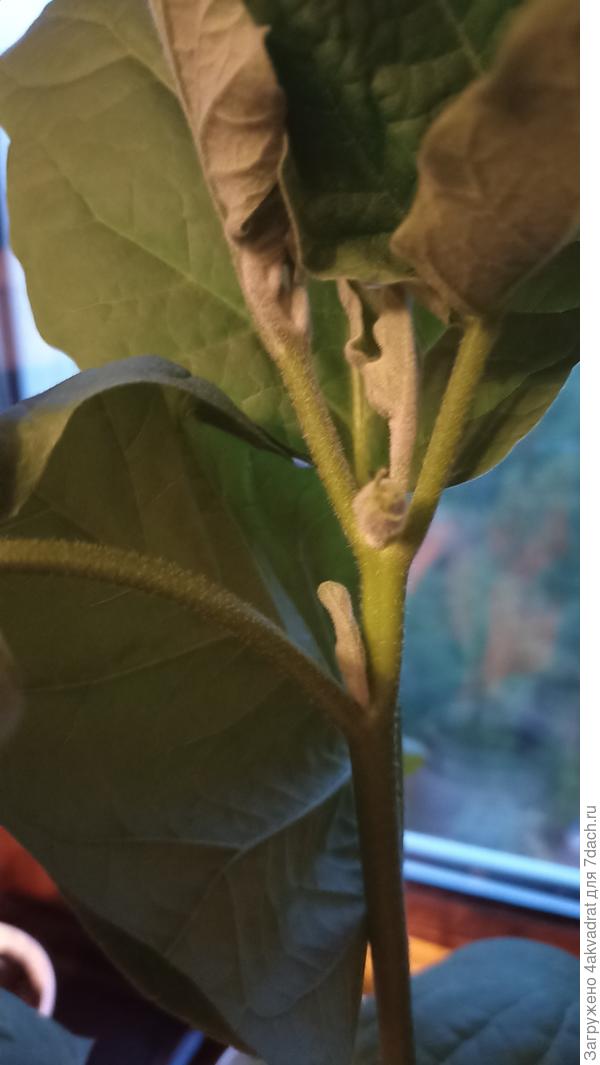 Фото сделано 4 дня назад