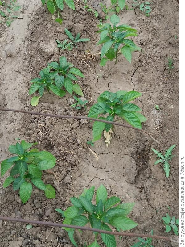 перец сорта Гогошары