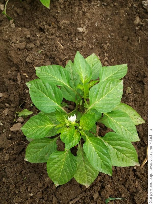 первые цветы на перце