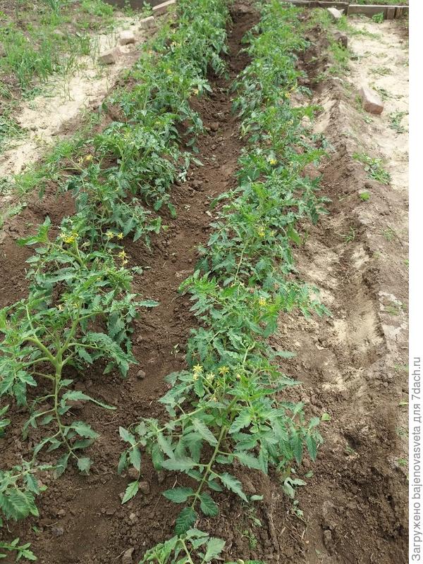 томаты сорта Санрайз