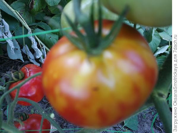 Пятна на плодах