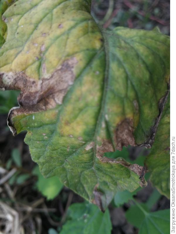 Некрозные пятна