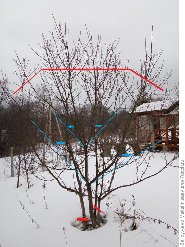 Со вторым деревом беда. Слишком много всего(