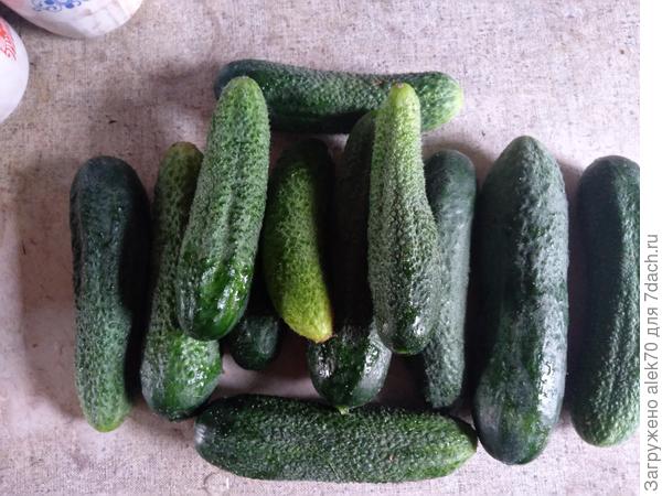 зеленцы гибрида