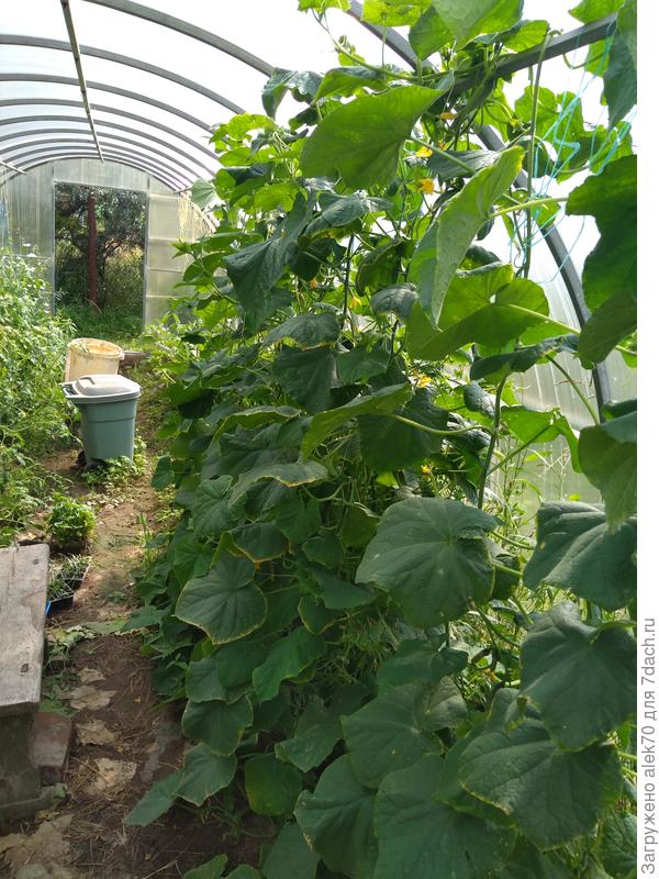 сами растения с признаками внизу недостатка калия-огурец &amp;quot;говорливый&amp;quot;:) и про все свои проблемы расскажет хозяину.