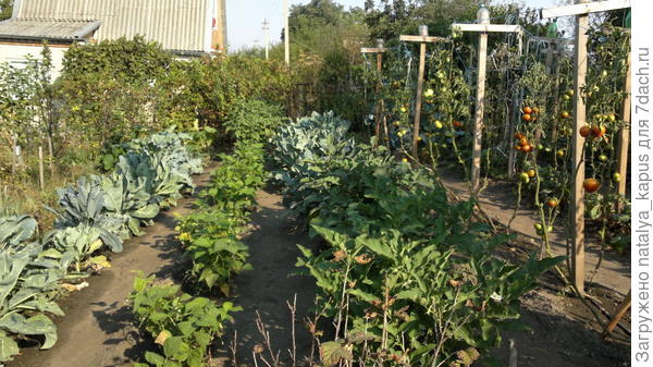 Так у меня были посажены овощи на даче в 2016г.Изучите метод Миттлайдера.