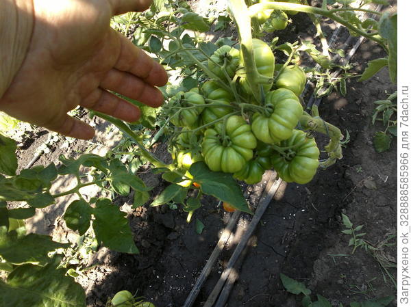 Американский ребристый