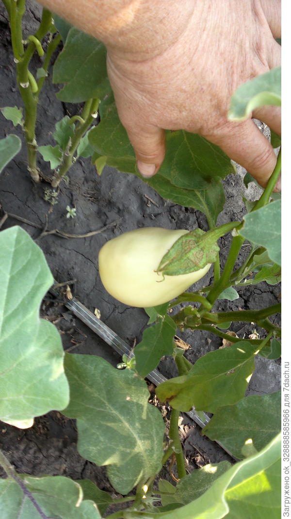 Айсберг,очень вкусный,без горечи,тонкошкурый.