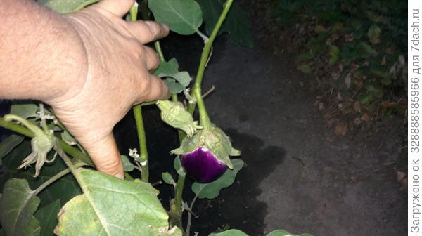 Глобус,круглый еще маленький.Бывает до 15 см в диаметре.Нежный,вкусный,без горечи.