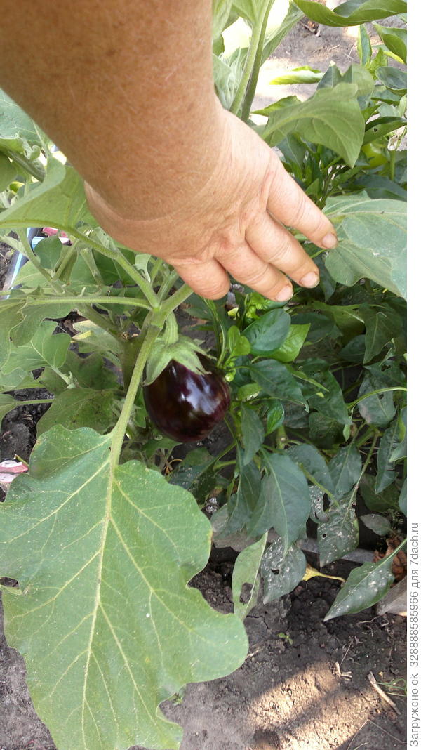 Черный красавец.Без горечи,очень урожайный и вкусный.