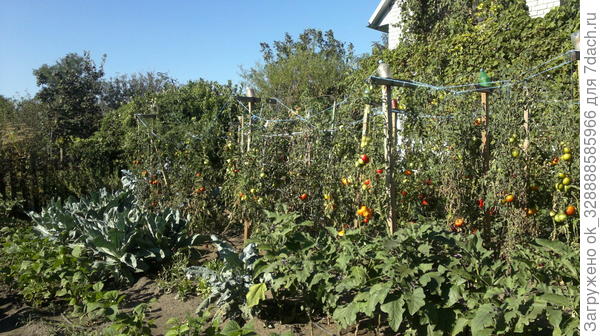 Баклажаны в 2016 г у меня на даче.