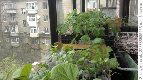 В апреле рассада закаляется на застекленном балконе перед вывозом и высадкой на даче.