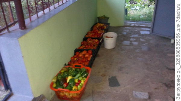 Один из сборов томатов.Всего за сезон 2016г 150 растений томата дали более 500 кг вкуснейших плодов!Метод Миттлайдера.