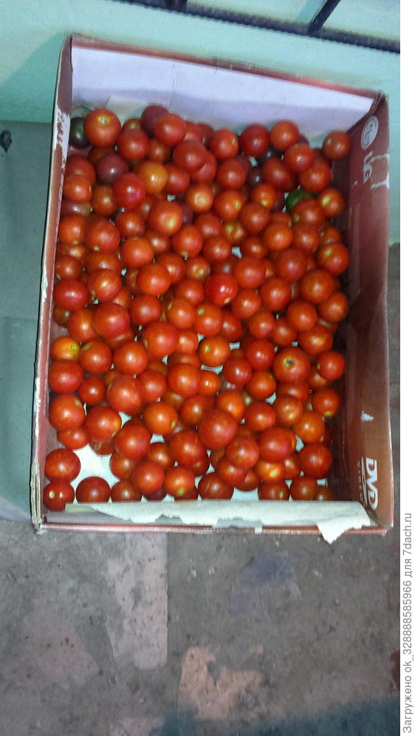 Томаты сорта Гармония.Вкуснейший сок и лечо!Немного плодов Амурского тигра есть в ящике.
