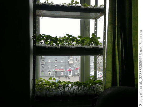 2015.Рассада на окне.