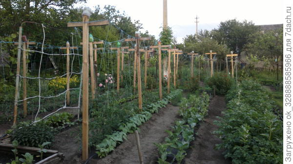 Огород в мае.