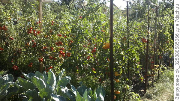 Огород в конце июля.