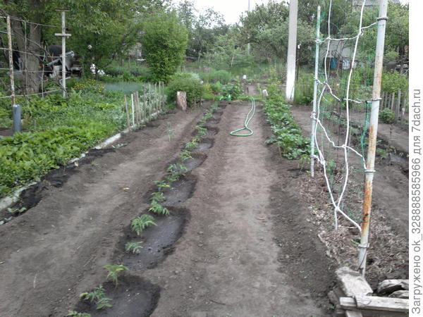 2015.Рассада томатов высажена и начала расти.