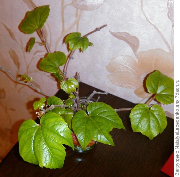 Недавно в промзоне нашего города нашла нечто подобное. Срезала веточку, разделила на части и поставила в воду. Вот что я наблюдаю сейчас, спустя месяц))) Если это то, что я ищу, как мне его правильно теперь посадить? Корней нет. Листьев много уже.