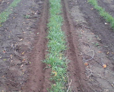 Грядки осенью готовятся под чеснок. Сидерат - овёс.