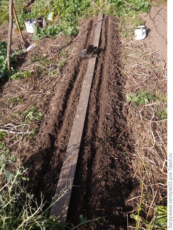 Грядка подготовлена под чеснок