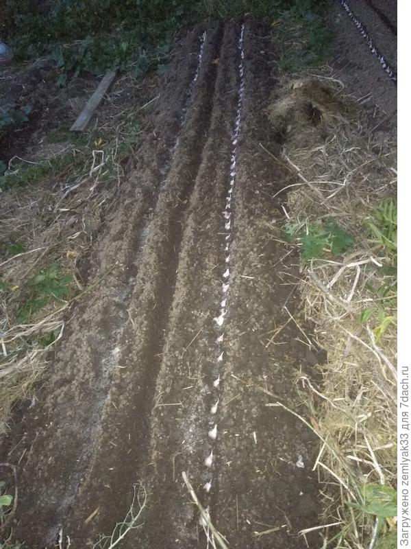 1 рядок чеснока &amp;quot;воткнут&amp;quot;