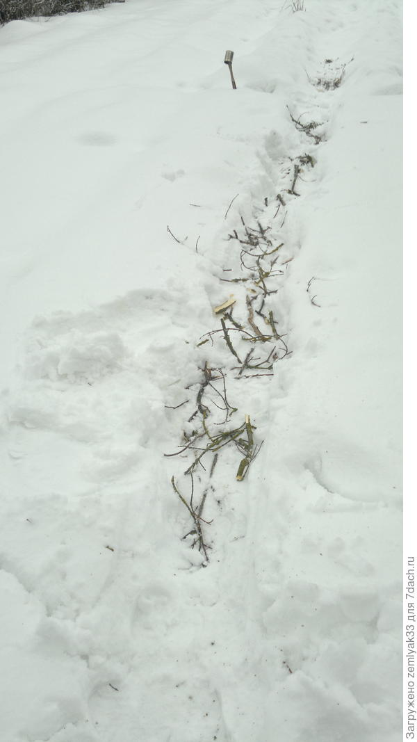 Ветки в меже с упавшего &quot;баобаба&quot;