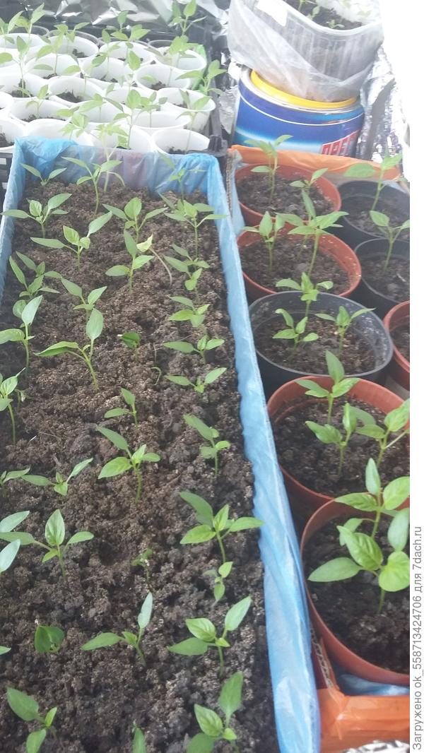 Можно использовать как угодно - и прямо в них землю сыпать и высаживать туда рассаду, можно стаканчики разные по размерам плотненько разместить.