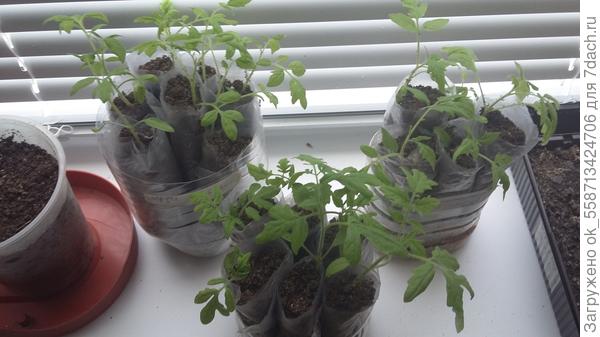 А вот здесь ради эксперимента я три сорта томатов выращиваю по методу Галины Гудимы, видела её видеоролик в интернете. Вчера раскрывала &quot;пелёнки&quot;, досыпала землю, корневая система очень понравилась мне. Отличный выход из положения тем, у кого мало места для рассады. Смысл этого метода в том, что корни уходят вниз.