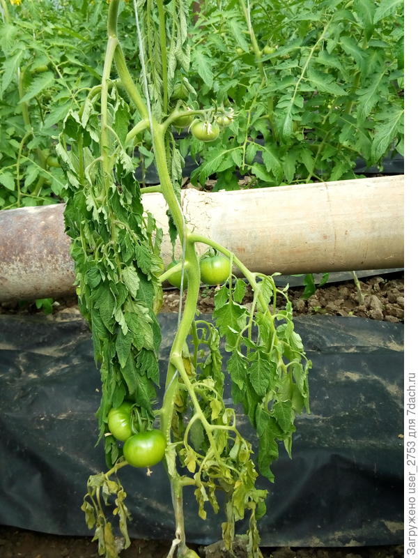 Вот полный куст кот. болеет