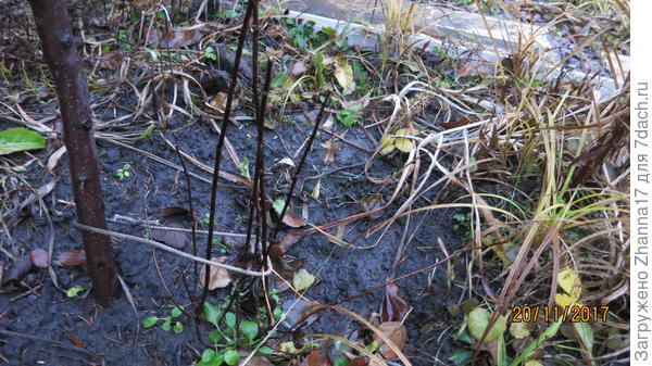 Цвела этим летом и уже, конечно, поникали веточки, подставила летом опору.