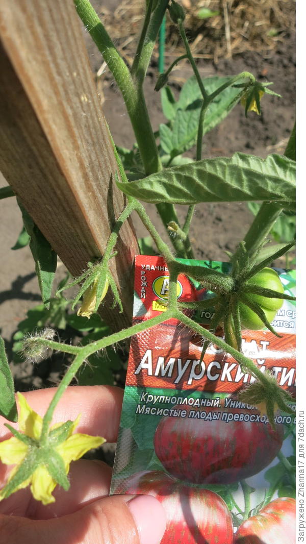 фото от 16 июня.