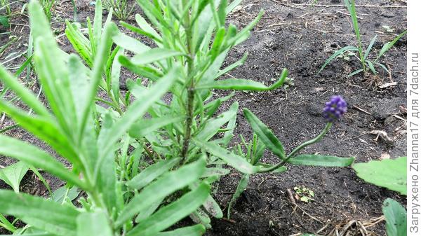 Для тебя моя лавандочка!