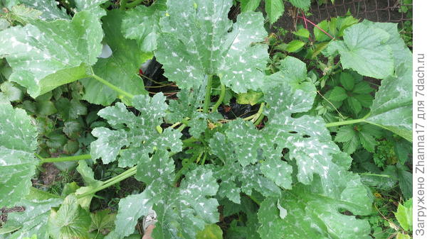 Сам куст примерно метр в диаметре.