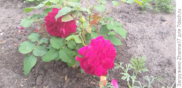 Мунстер Вуд- зацвел первым и цветет без остановки:)вот только цветок держится очень мало,возможно из-за расположения,целый день на солнце.