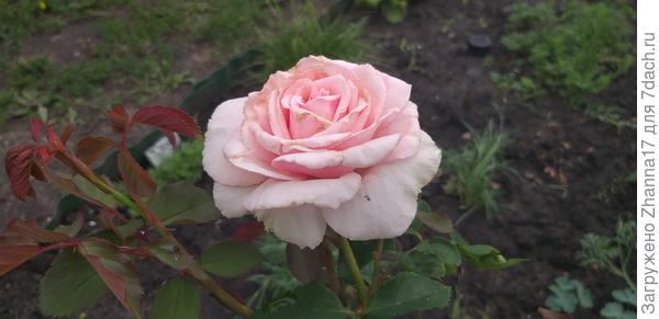 Фредерик Мистраль - чайная роза с необыкновенным ароматом,чудо как хороша уже сейчас!