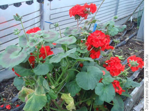 Вместе с тем, герань - шикует!