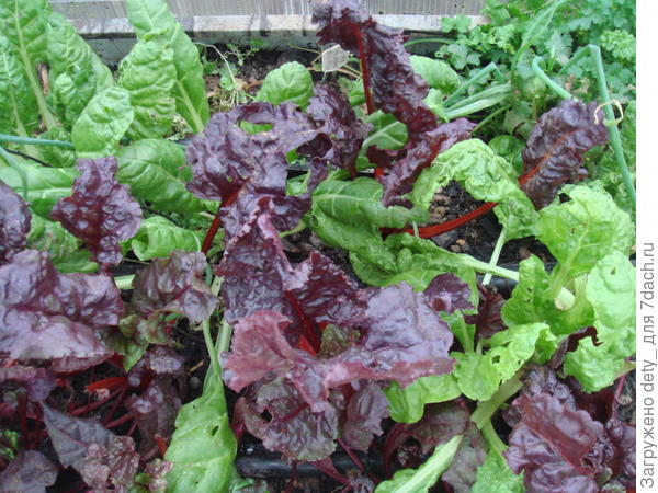 Мангольд и свёкла (на листья) - тоже в порядке.