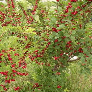 фото из инета