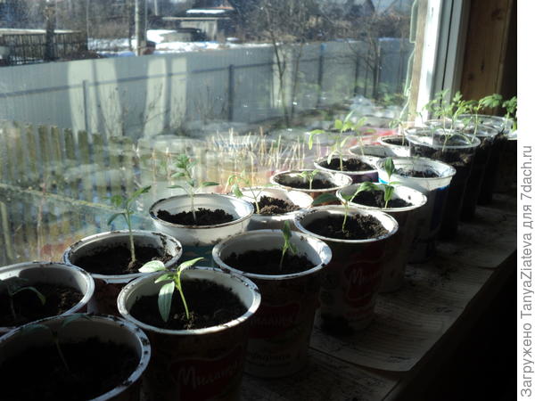 и тут. вместе с помидорками